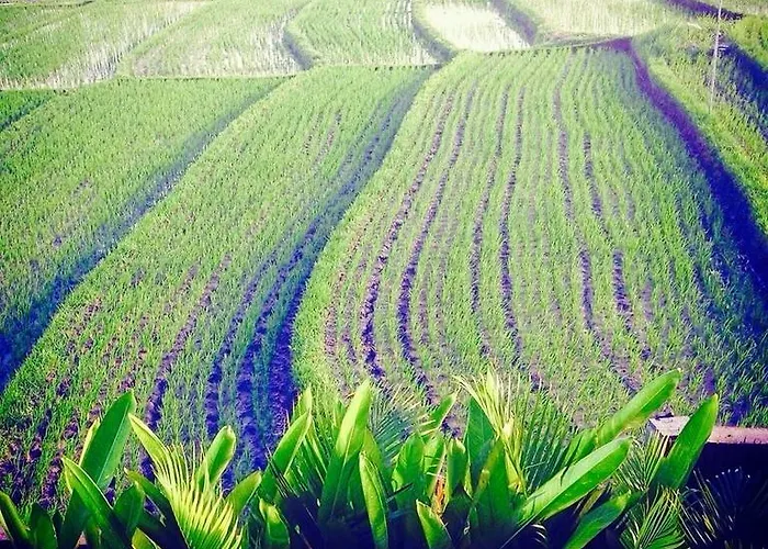 Redsalt Bali